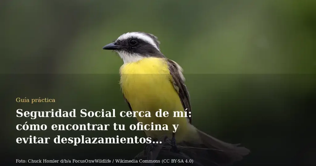 Seguridad Social cerca de mí: cómo encontrar tu oficina y evitar desplazamientos innecesarios